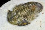 Spiny Scabriscutellum Trilobite - Foum Zguid, Morocco #108753-1